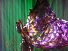 Galerie BD2012-2042.jpg anzeigen.